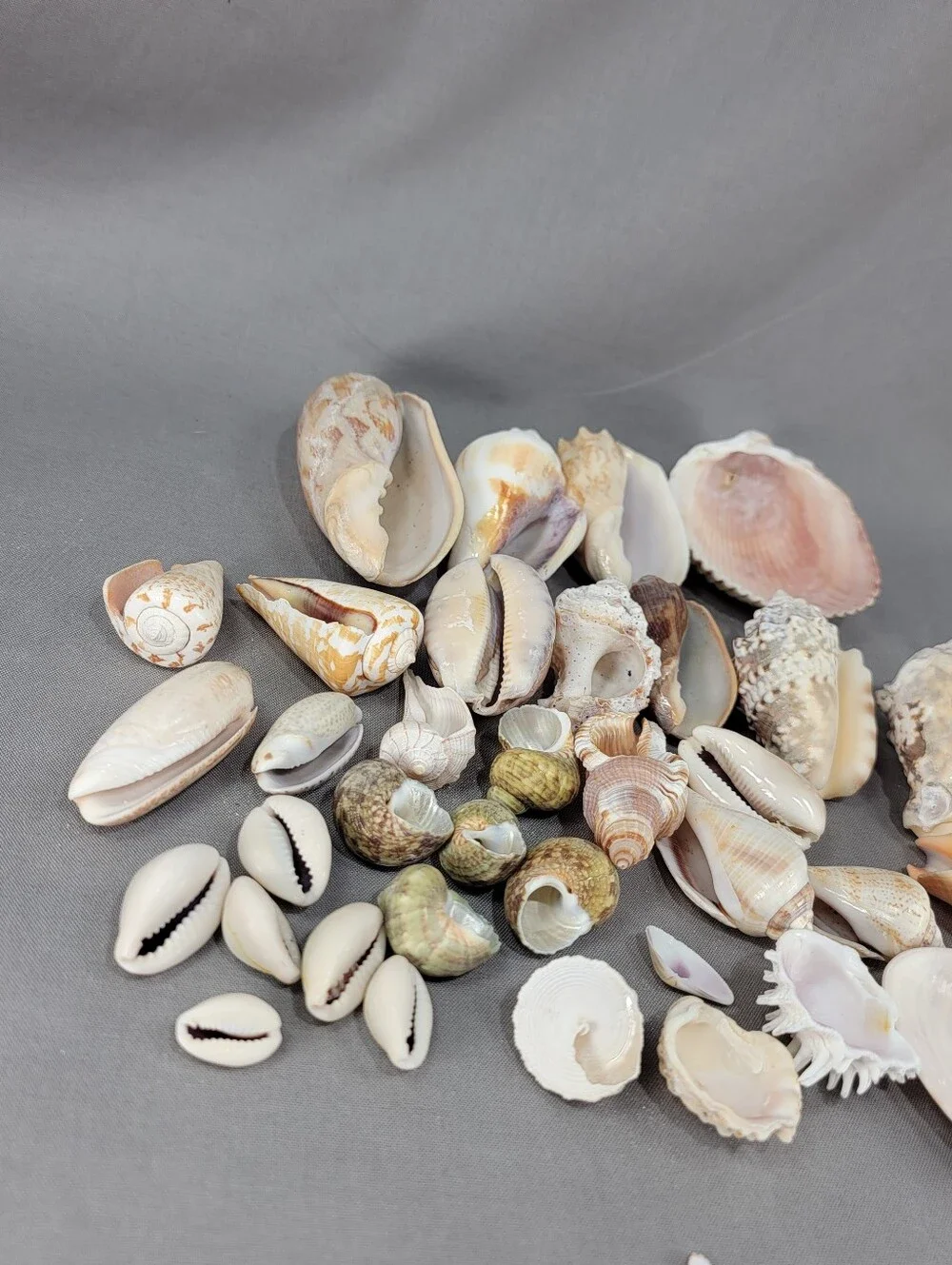 Mixed Shell Seashell Lot Beach Wedding Coastal Nautical Crafts Decor